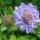 Scabiosa columbaria added by Shoot)