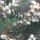 Sorbus cashmiriana added by Shoot)
