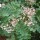 Sorbus hupehensis added by Shoot)