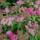 Spiraea japonica 'Anthony Waterer' added by Shoot)