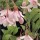 Styrax japonicus added by Shoot)