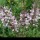 Syringa pubescens subsp. patula 'Miss Kim' added by Shoot)