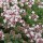 'Pink Chintz' is a low mat-forming evergreen shrub with small, aromatic, dark green leaves and masses of light-pink flowers in summer. Thymus serpyllum 'Pink Chintz' added by Shoot)
