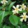 Trachelospermum asiaticum added by Shoot)