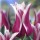 'Ballade' is a bulbous perennial with broad leaves and red-magenta flowers edged and tipped with white and marked with yellow within in late spring. Tulipa 'Ballade' added by Shoot)