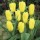 'Candela' is a bulbous perennial with grey-green leaves and large, yellow flowers and black anthers in spring. Tulipa 'Candela' added by Shoot)