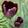 'Queen of Night' is a bulbous perennial with single, dark-maroon, almost black flowers in late spring. Tulipa 'Queen of Night' added by Shoot)