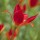Tulipa sprengeri added by Shoot)