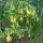 Uvularia grandiflora added by Shoot)