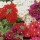 V. Sandy Series are small, compact annuals.  Flowers are arranged in flat panicles and available in red, purple, pink, sometimes with white centres. Verbena Sandy Series added by Shoot)