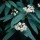 Viburnum rhytidophyllum added by Shoot)