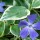 'Argenteovariegata' is a low-growing, spreading, evergreen herbaceous perennial good for ground cover, although can be invasive.  It has green leaves, edged with cream and purple flowers from spring through to autumn. Vinca minor 'Argenteovariegata' added by Shoot)