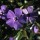 'La Grave' is a mat-forming, evergreen herbaceous perennial.  It has glossy, ovate leaves and purple-blue flowers from spring to autumn.  It is a vigorous grower, good for ground-cover but can be invasive. Vinca minor 'La Grave' added by Shoot)