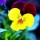 'Jackanapes' is a low-growing, evergreen perennial, grown for its two-tone, pansy flowers that are dark-red and yellow in spring and summer. Viola 'Jackanapes' added by Shoot)