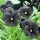 'Molly Sanderson' is an evergreen perennial grown for its pansy flowers that are black with yellow eyes in spring and summer. Viola 'Molly Sanderson' added by Shoot)