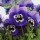 Joker Series are evergreen, perennials grown for their pansy flowers that are produced in summer in a mixture of either blue, purple or dark red with yellow. Viola Joker Series added by Shoot)