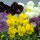 Princess Series are perennials grown for their pansy flowers that have a mix of purple, cream and yellow colours and markings in spring and summer. Viola Princess Series added by Shoot)