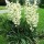 Yucca filamentosa added by Shoot)
