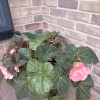 Begonias in the Potting shed over wintere: Storage of Begonias