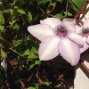 Need to know the name of this clematis