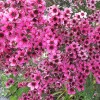 Stunning pink-flowering mystery shrub