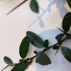 Identify this thorny shrub