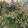 Just joined looking to update plant list