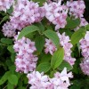 Please Identify the attached photos of this sweet smelling shrub