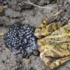 Frog laying eggs.