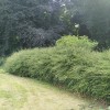 Hedge shrub id please