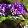 Looking for Royal Robe Solanum Rantonnetii seeds or clippings.