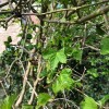 identify plant and prune it properly
