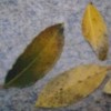 yellowing leaves on laurel box (23/05/2011)