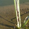 Re: Re: Re: acorus gramineus black patches (17/05/2012)