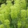 Re: Euphorbia characias subsp. wulfenii (17/02/2011)