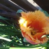 What is this beautiful unusual tulip? (15/05/2011)