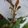 Foliage on hydrangea is being eaten (08/05/2011)