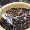 my magnolia stellata looks dead (22/06/2011)