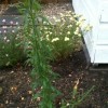 What is this and is it a weed that I can remove? (13/07/2011)