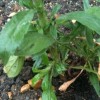 What is this and is it a weed that I can remove? (13/07/2011)
