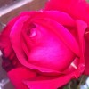 What is going on with this rose please?!! (31/05/2012)