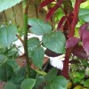 What is going on with this rose please?!! (31/05/2012)
