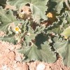 This wild plant grows extensively in the Languedoc, but what is it?? (22/08/2011)