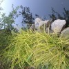 Re: Carex elata Aurea