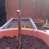 Re: Re: Is My Raspberry tree dying? (21/02/2012)