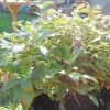 Help Identify my Plant, please? (07/04/2011)