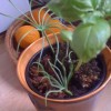Mystery Plant (27/07/2012)