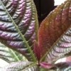 Re: Re: browning, drying up and dropping leaves - persian shield (02/10/2012)