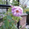 Please can you identify this rose? (26/11/2012)