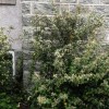 Unknown evergreen shrub - assistance required (30/04/2013)